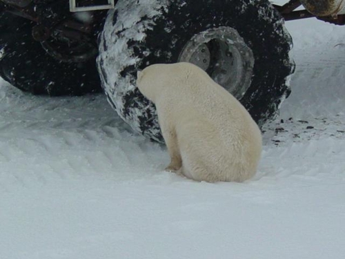 curiouspolarbeartundrabuggy.jpg